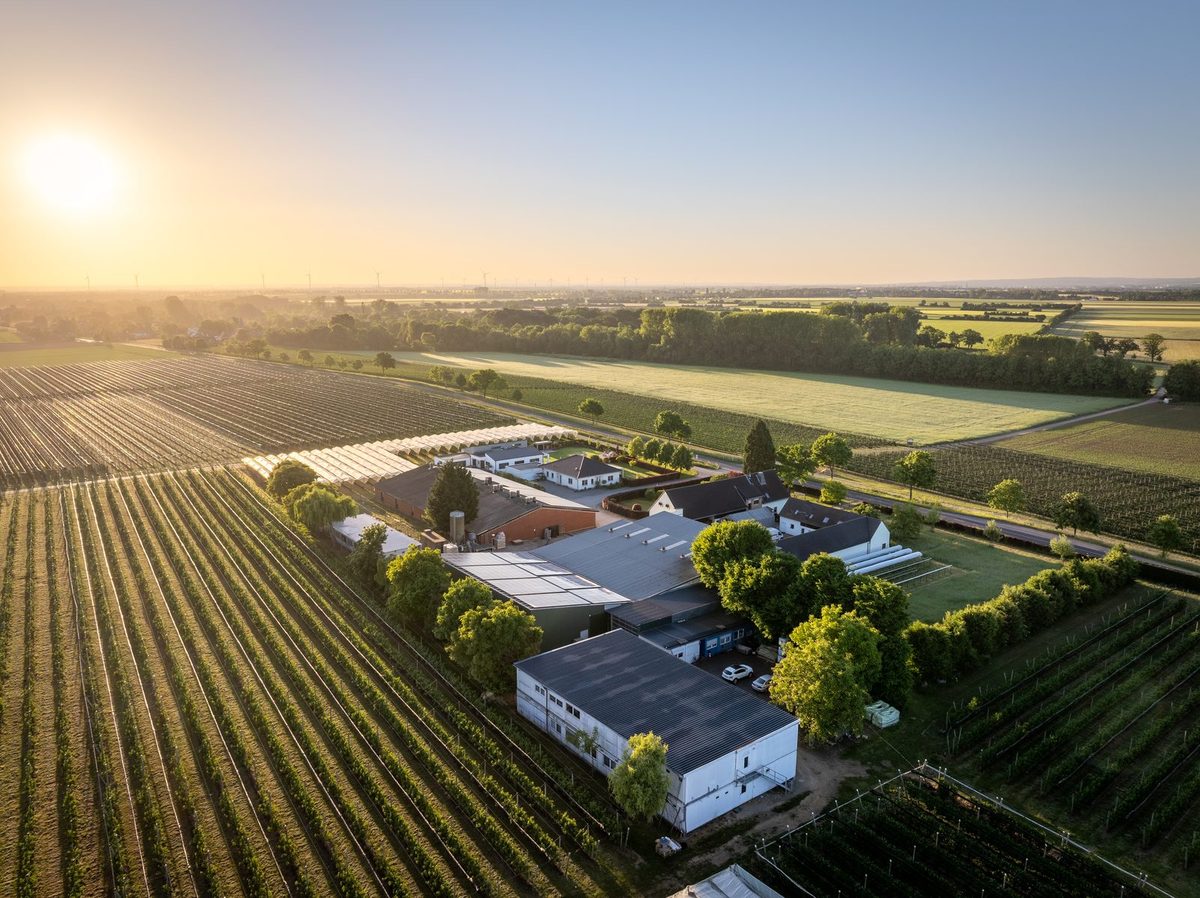 Ländliche Hofanlage mit Wohnhaus und Hallen zwischen Obst- und Rebenreihen in der Abendsonne, am Horizont Felder und Windenergieanlagen, aus der Luft fotografiert